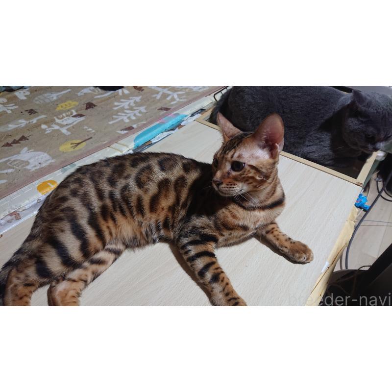 販売中の兵庫県のベンガル-125563の2枚目