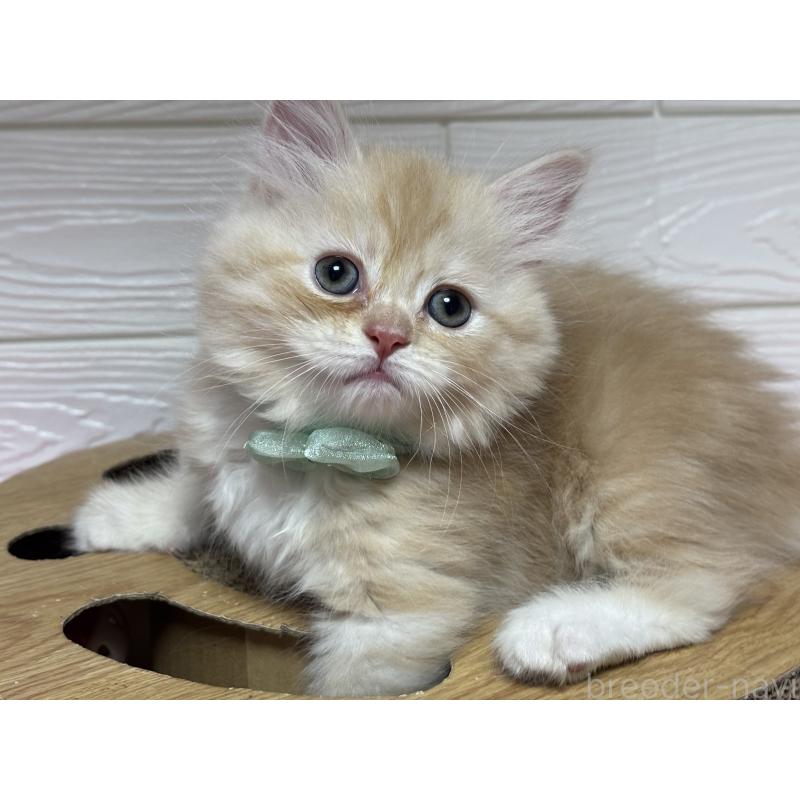 成約済の愛知県のミヌエット-131874の4枚目