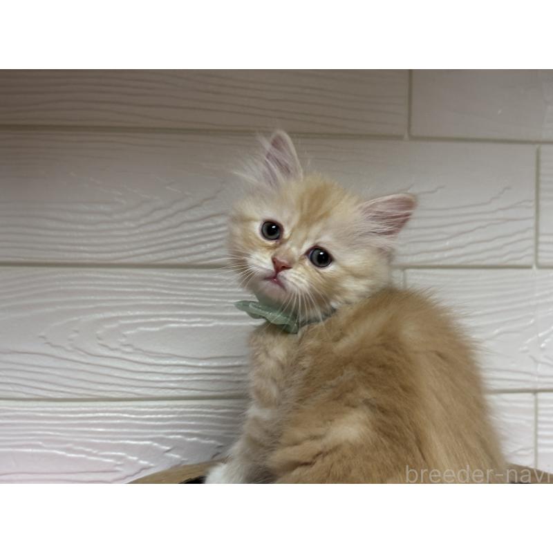 成約済の愛知県のミヌエット-131874の3枚目