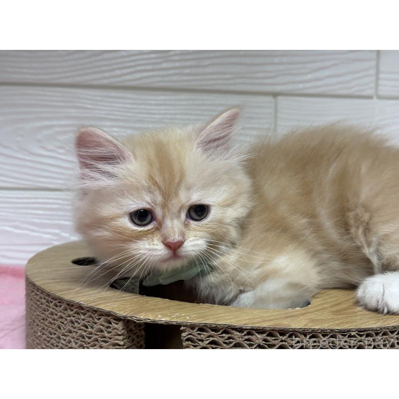 成約済の愛知県のミヌエット-131874の2枚目