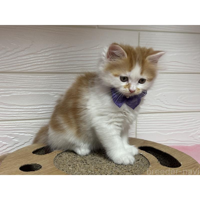 成約済の愛知県のミヌエット-131875の5枚目