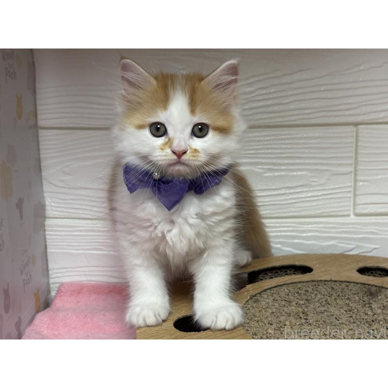 成約済の愛知県のミヌエット-131875の4枚目