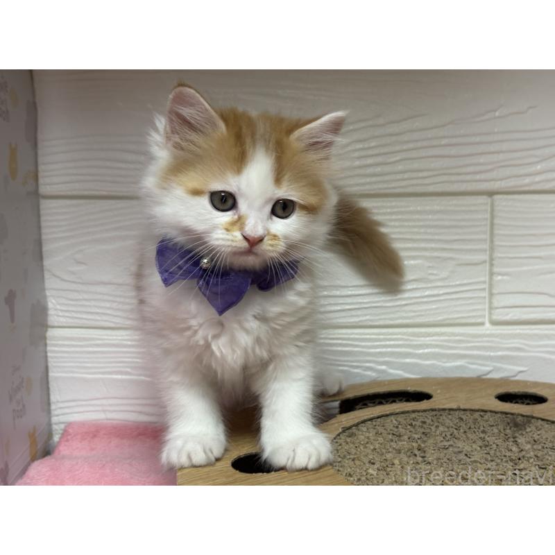 成約済の愛知県のミヌエット-131875の2枚目