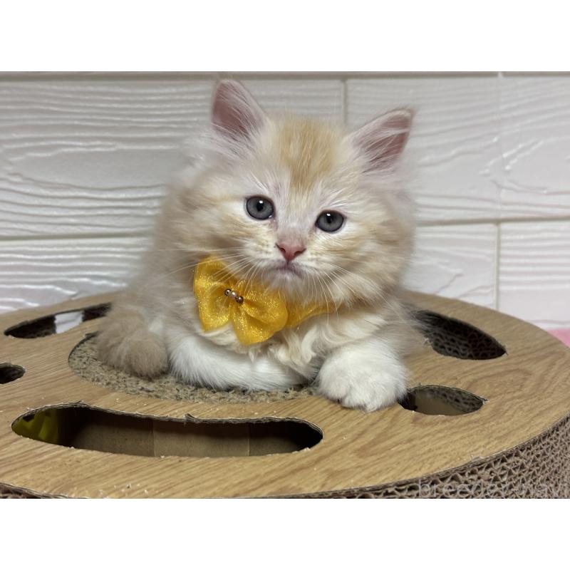 成約済の愛知県のミヌエット-131876の5枚目