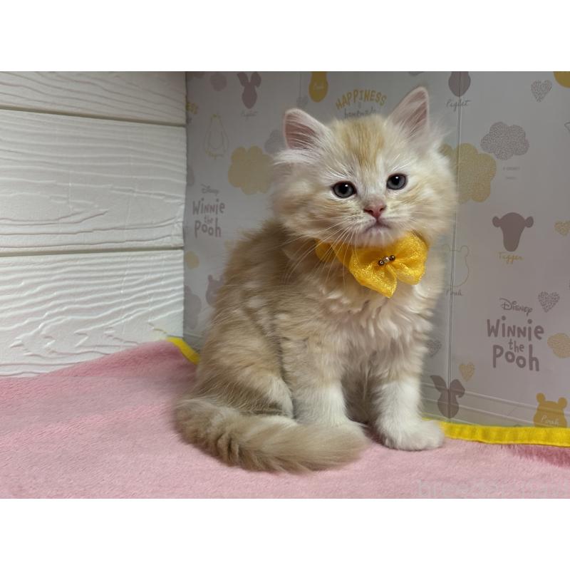 成約済の愛知県のミヌエット-131876の4枚目