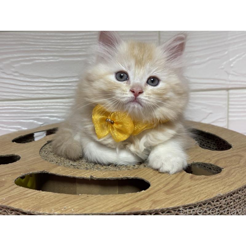 成約済の愛知県のミヌエット-131876の3枚目