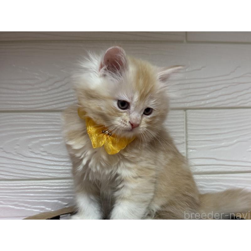 成約済の愛知県のミヌエット-131876の2枚目