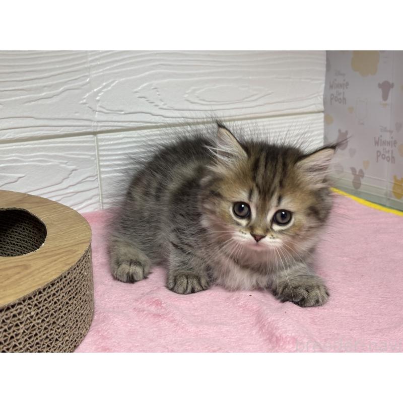 成約済の愛知県のミヌエット-131866の5枚目