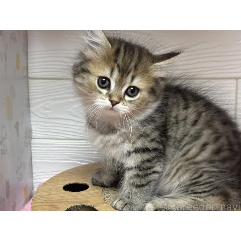 成約済の愛知県のミヌエット-131866の4枚目