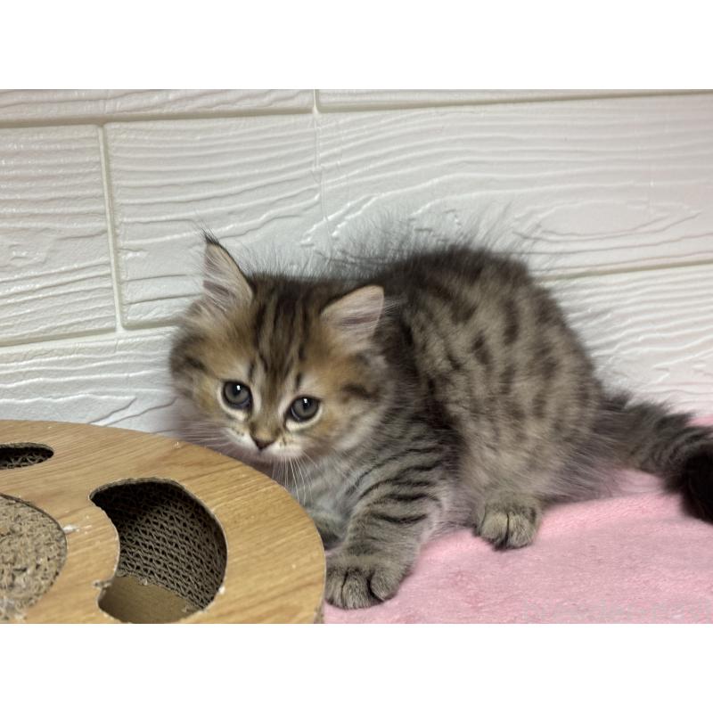 成約済の愛知県のミヌエット-131866の3枚目