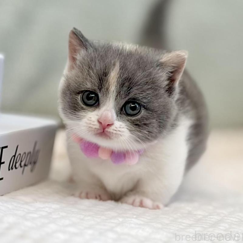 販売中の東京都のマンチカン(短足)-133690