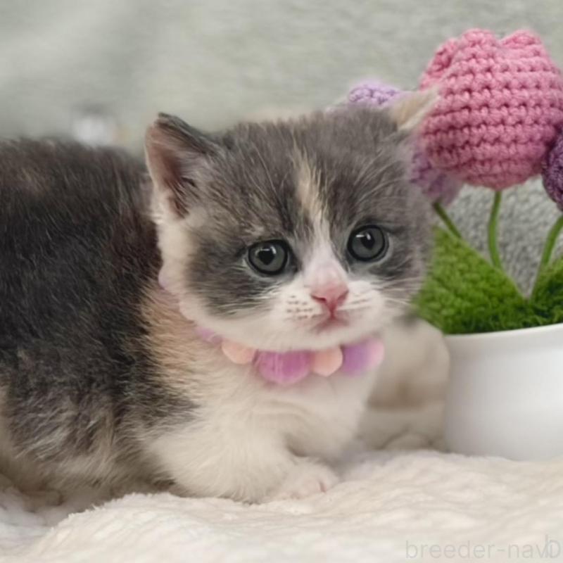 販売中の東京都のマンチカン(短足)-133690の8枚目