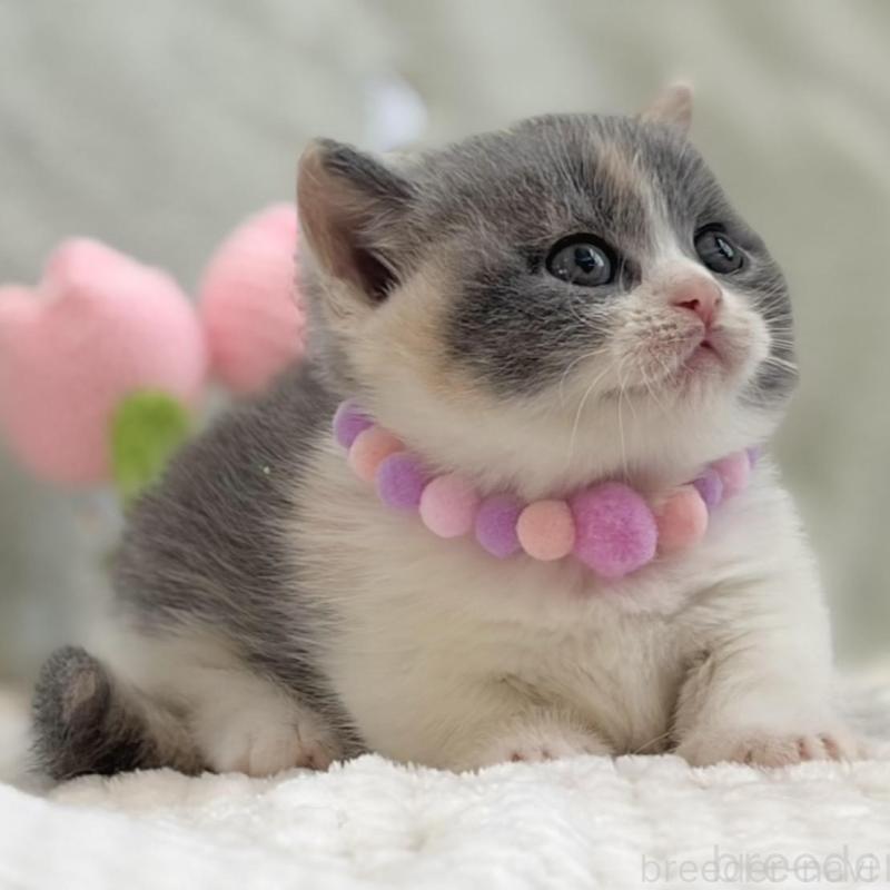 販売中の東京都のマンチカン(短足)-133690の7枚目