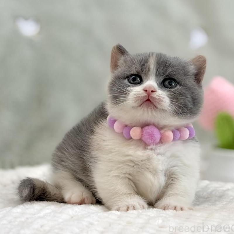 販売中の東京都のマンチカン(短足)-133690の6枚目