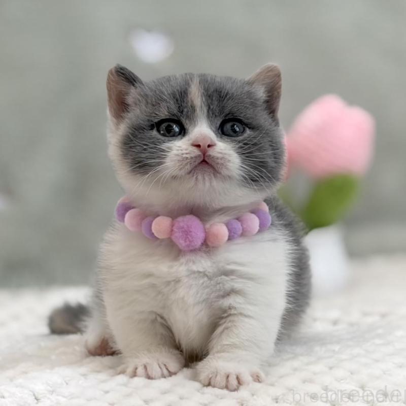 販売中の東京都のマンチカン(短足)-133690の5枚目