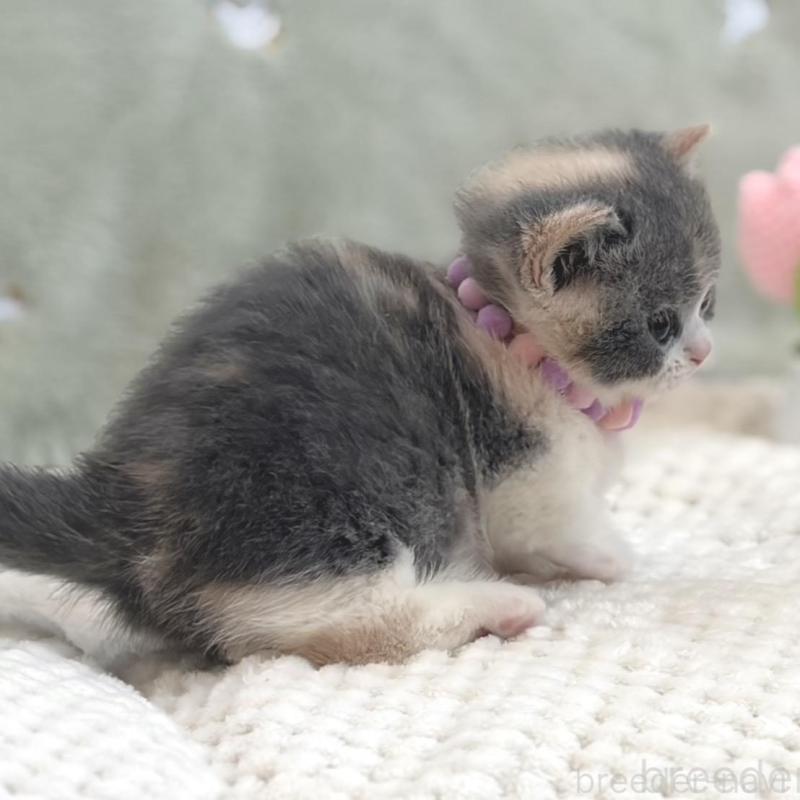 販売中の東京都のマンチカン(短足)-133690の4枚目