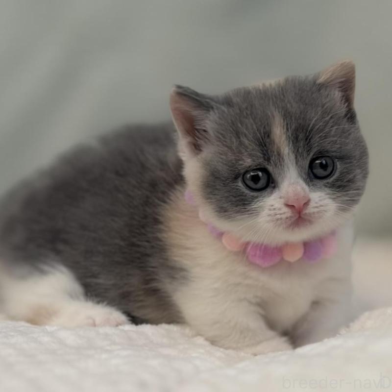 販売中の東京都のマンチカン(短足)-133690の3枚目