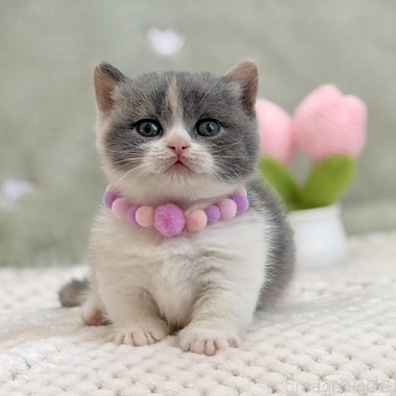 販売中の東京都のマンチカン(短足)-133690の2枚目