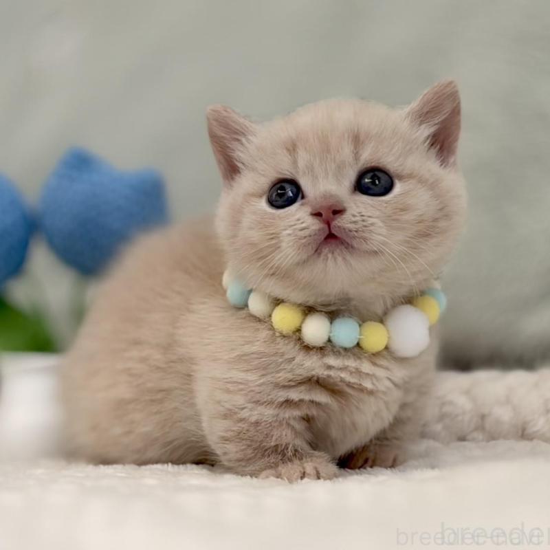 販売中の東京都のマンチカン(短足)-133691の1枚目