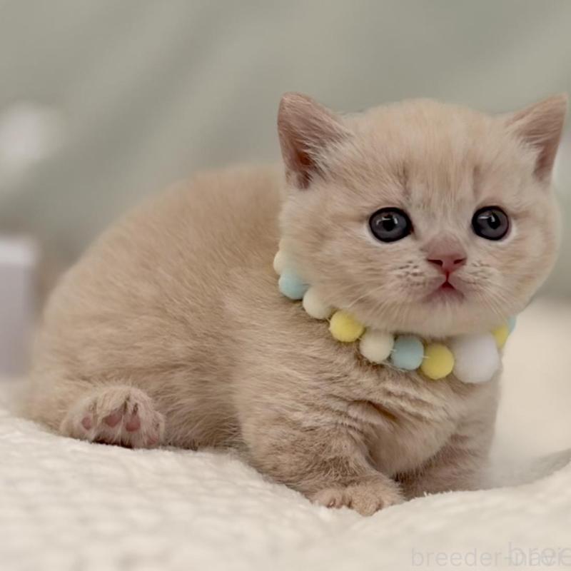 販売中の東京都のマンチカン(短足)-133691の8枚目