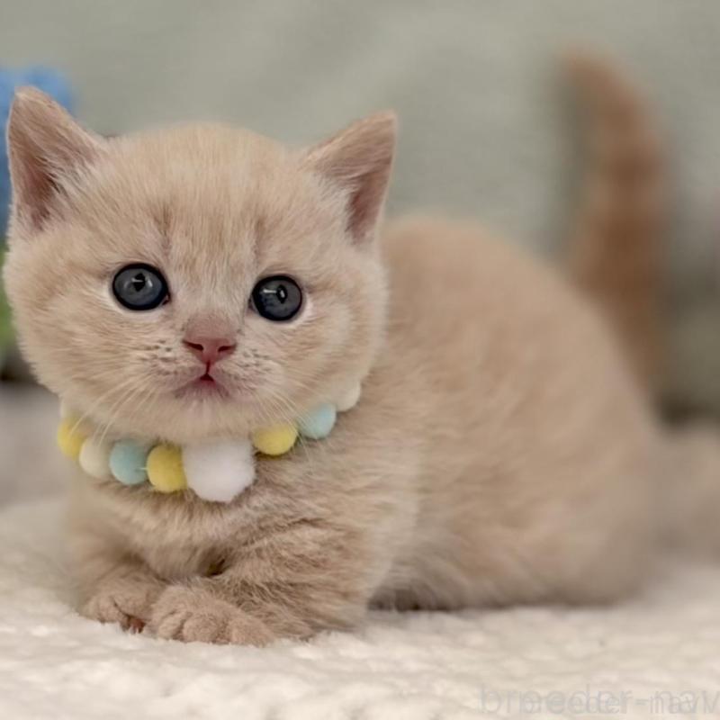 販売中の東京都のマンチカン(短足)-133691の7枚目