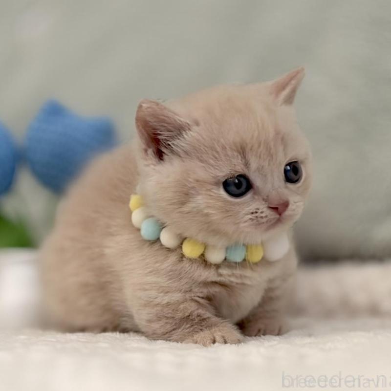 販売中の東京都のマンチカン(短足)-133691の6枚目