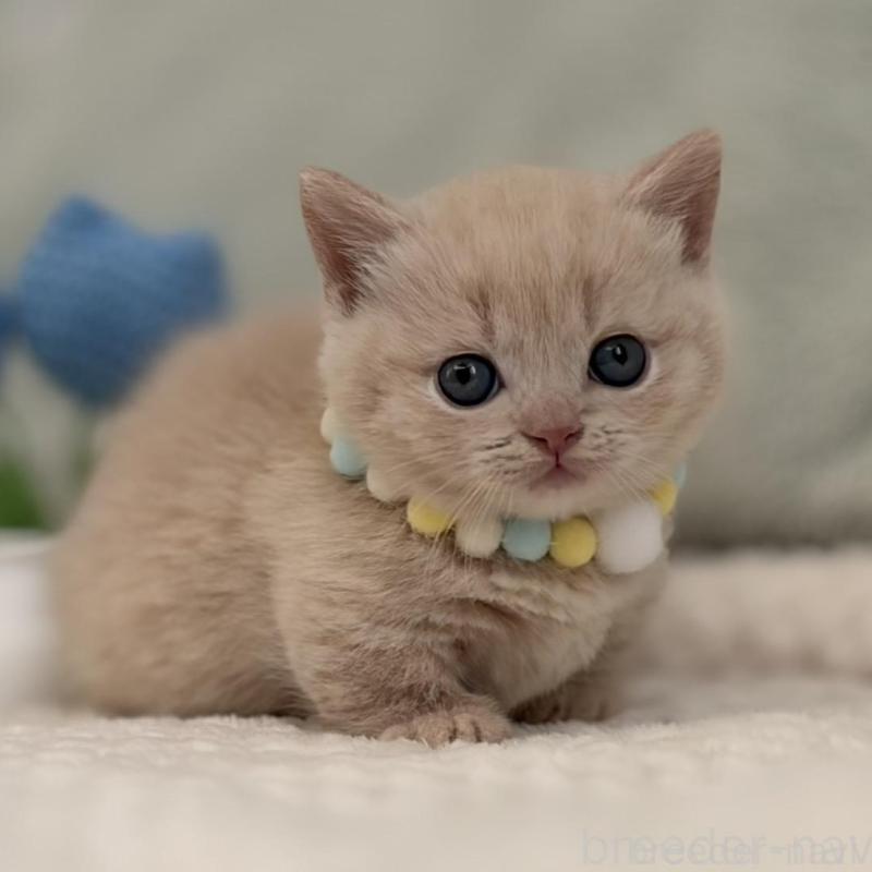 販売中の東京都のマンチカン(短足)-133691の5枚目