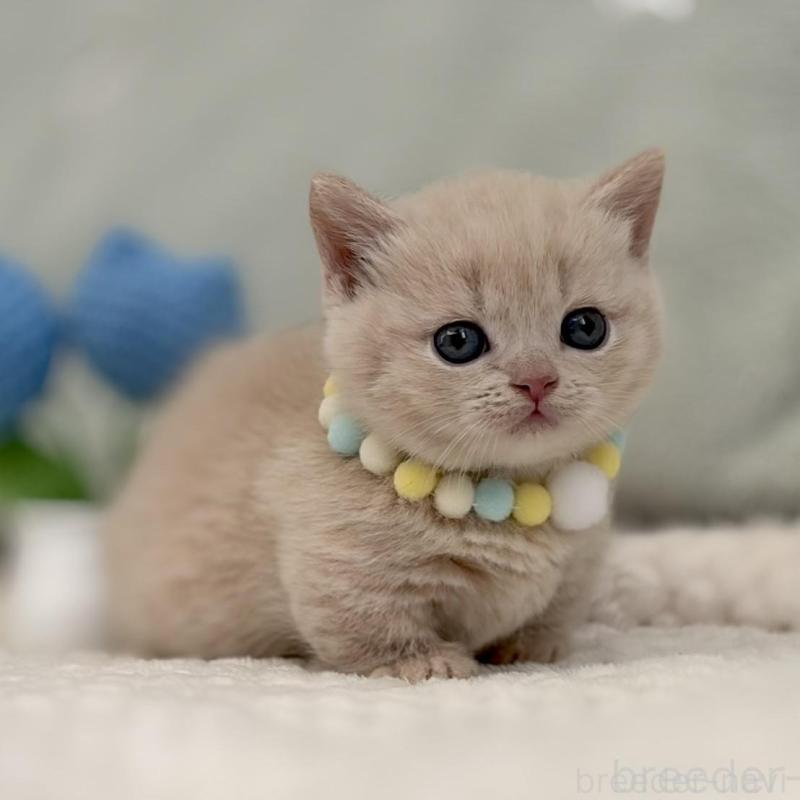 販売中の東京都のマンチカン(短足)-133691の4枚目