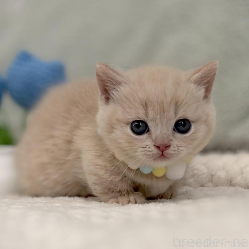 販売中の東京都のマンチカン(短足)-133691の3枚目