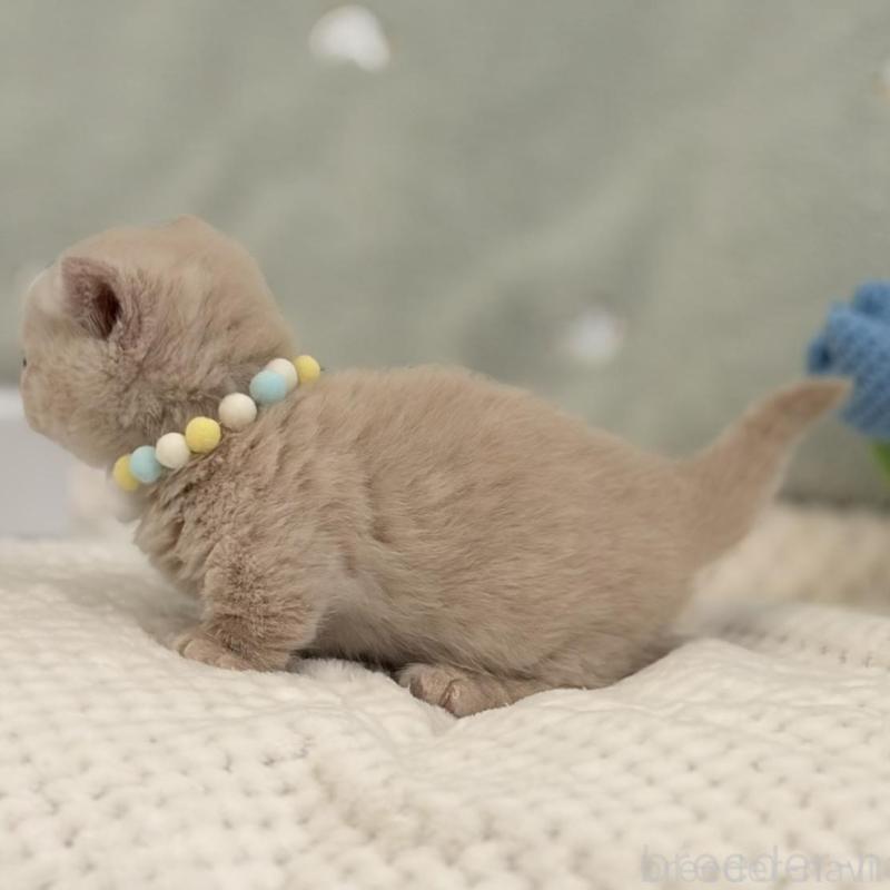 販売中の東京都のマンチカン(短足)-133691の2枚目