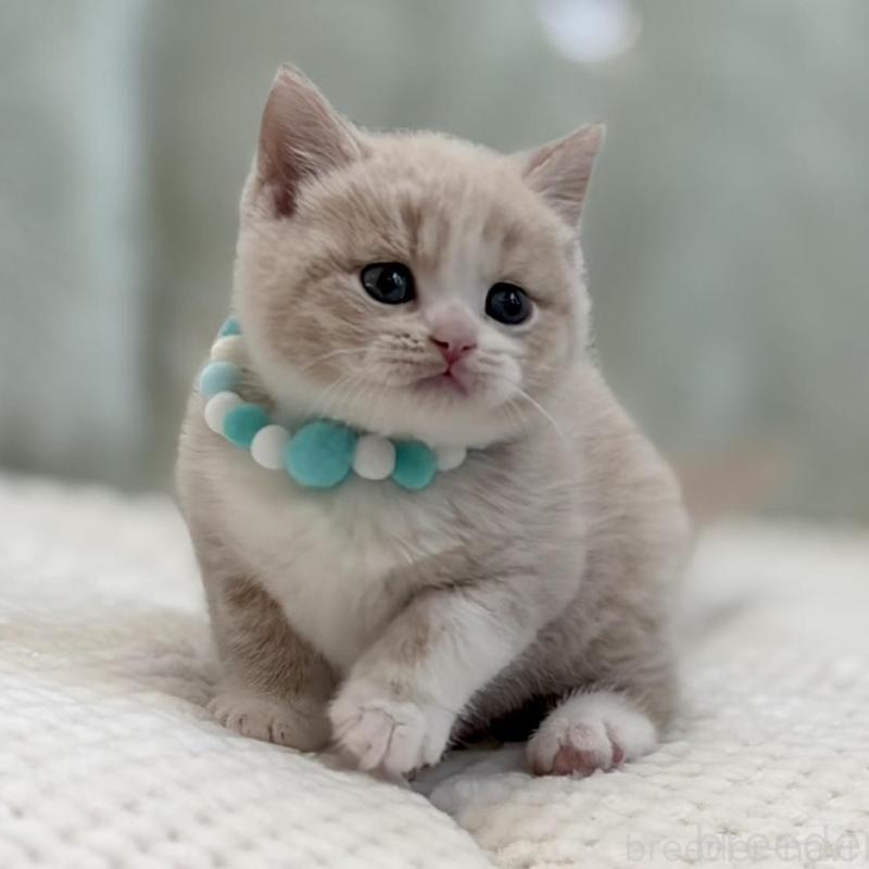 販売中の東京都のマンチカン-133692の8枚目