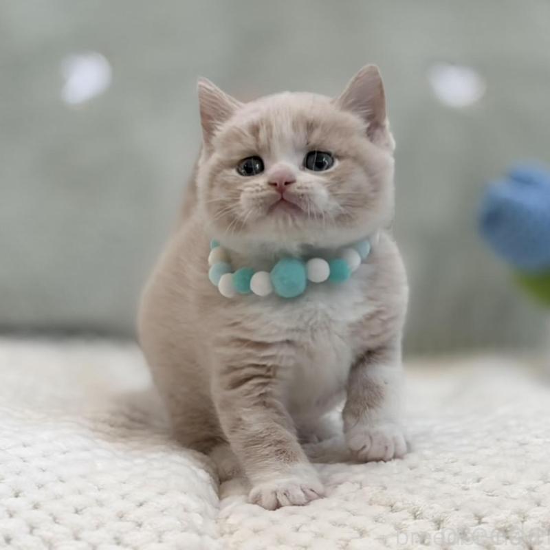 販売中の東京都のマンチカン-133692の7枚目