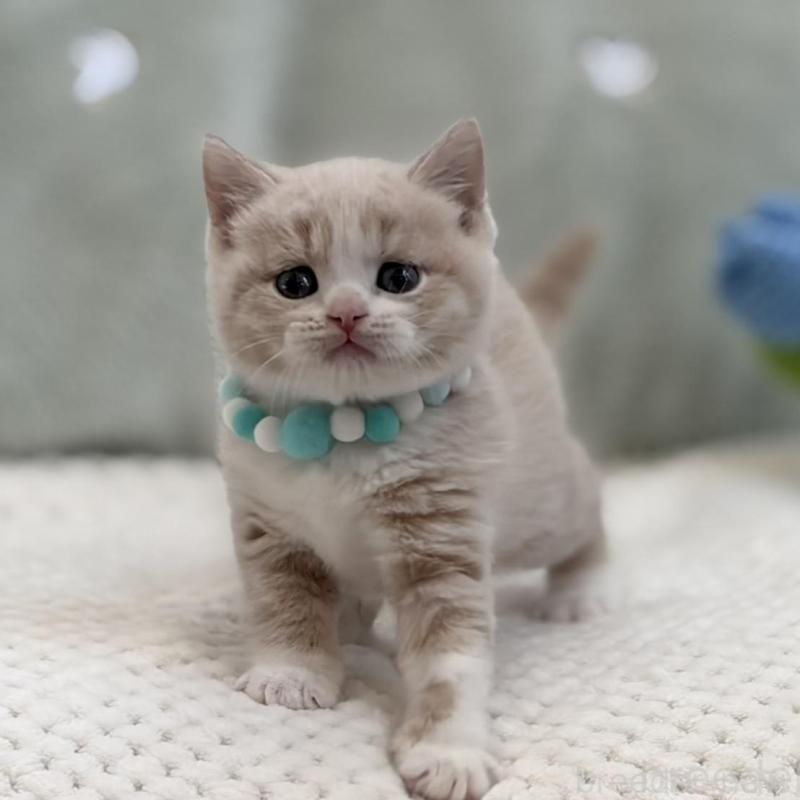 販売中の東京都のマンチカン-133692の6枚目