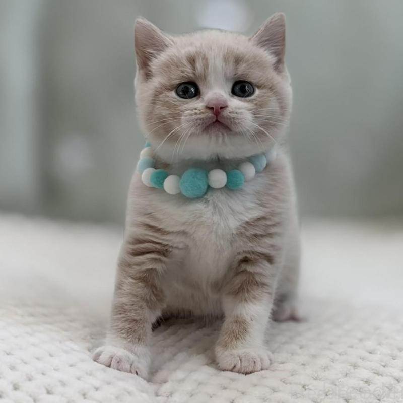 販売中の東京都のマンチカン-133692の5枚目