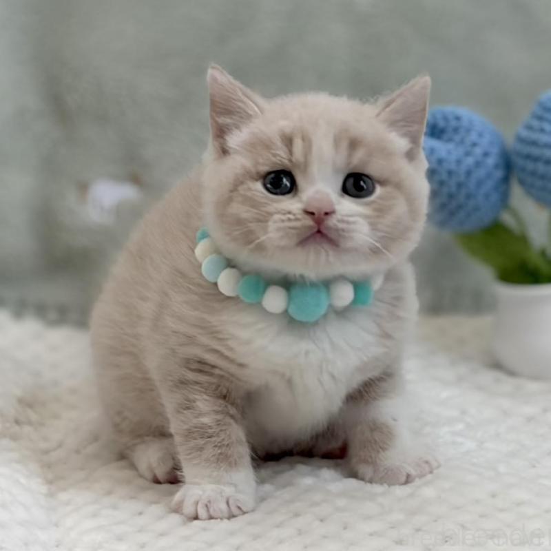 販売中の東京都のマンチカン-133692の4枚目