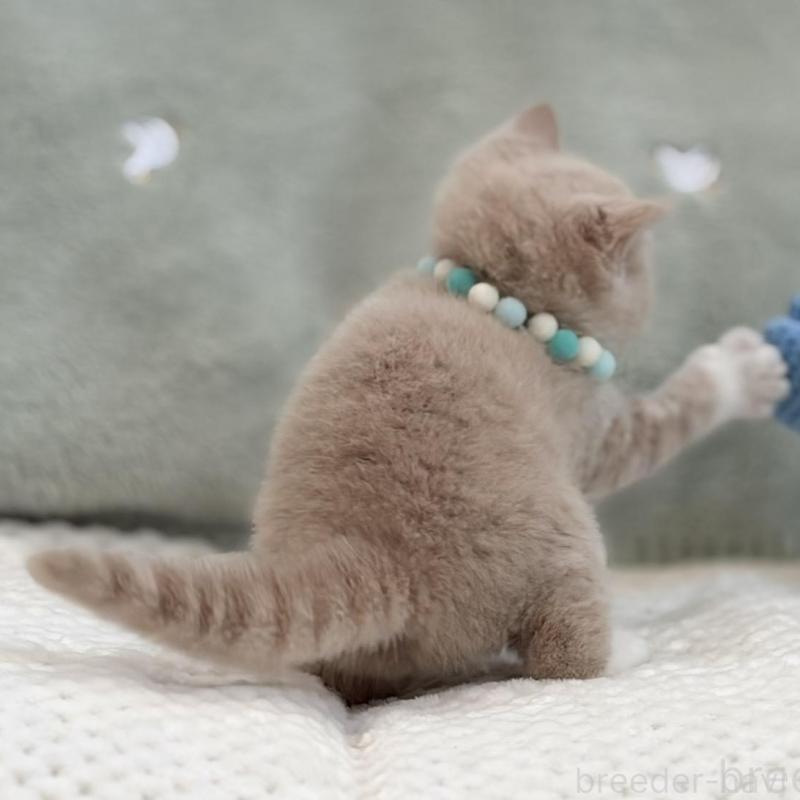 販売中の東京都のマンチカン-133692の3枚目