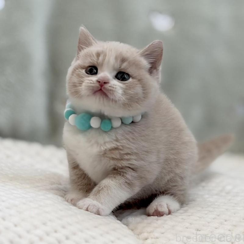 販売中の東京都のマンチカン-133692の2枚目