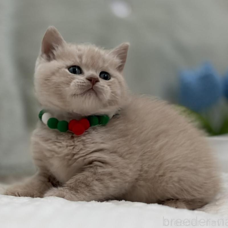 販売中の東京都のマンチカン-133693の8枚目