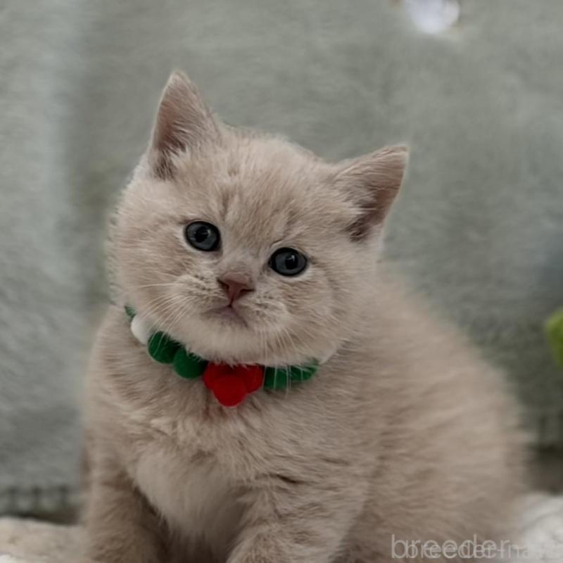 販売中の東京都のマンチカン-133693の7枚目