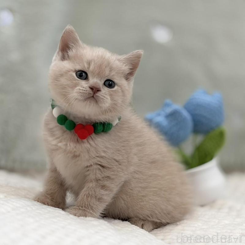 販売中の東京都のマンチカン-133693の6枚目