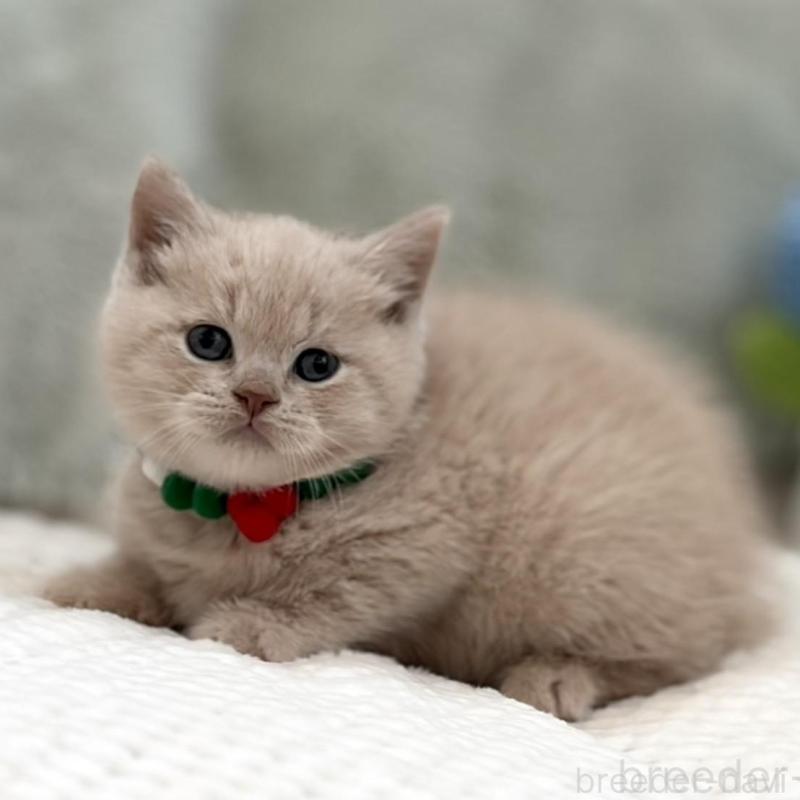 販売中の東京都のマンチカン-133693の5枚目