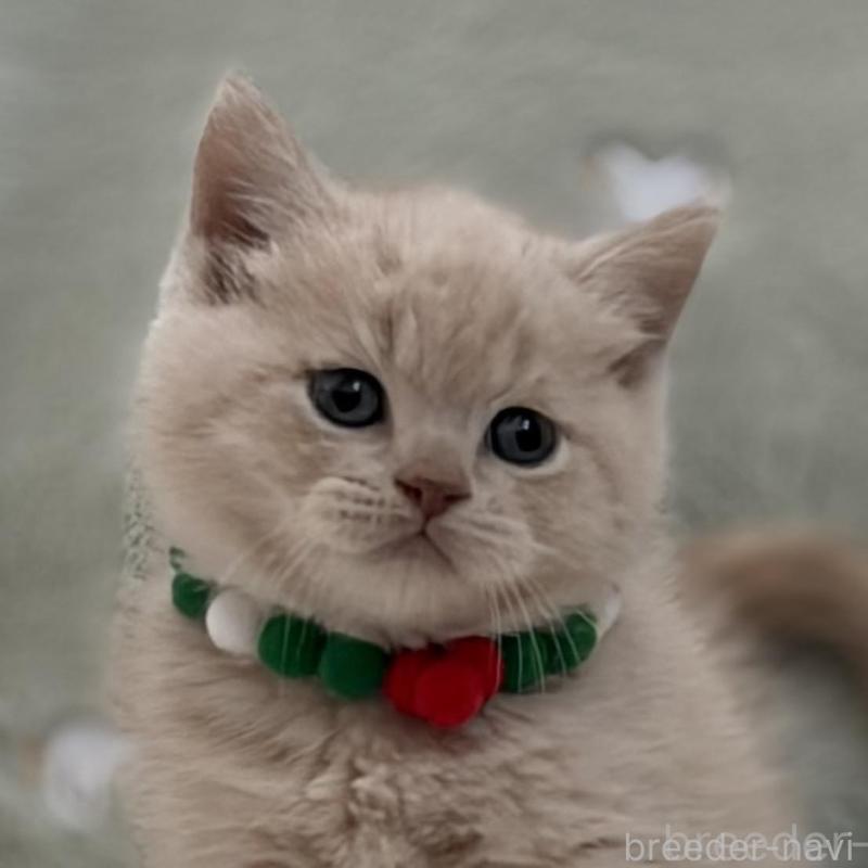 販売中の東京都のマンチカン-133693