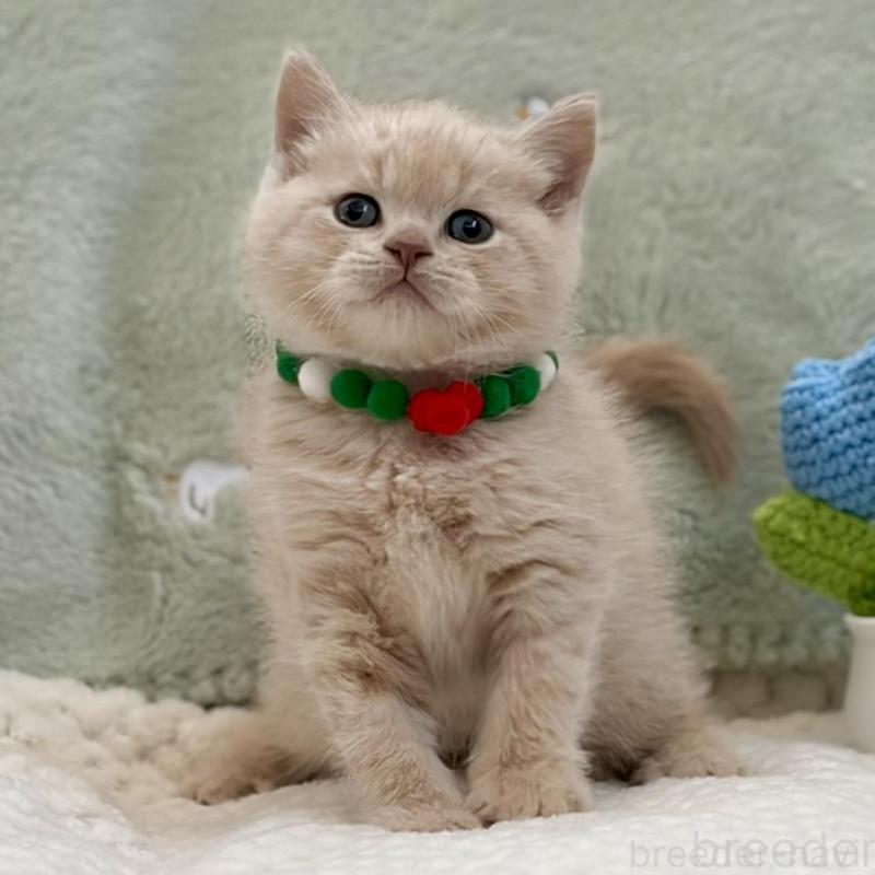 販売中の東京都のマンチカン-133693の4枚目