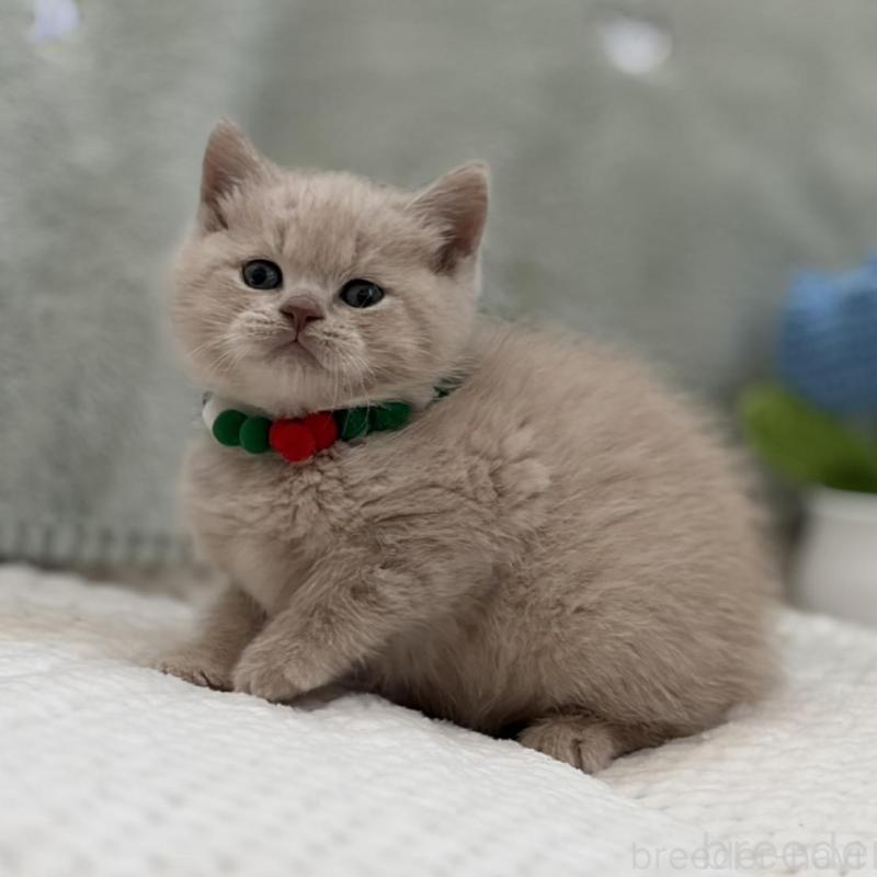 販売中の東京都のマンチカン-133693の3枚目