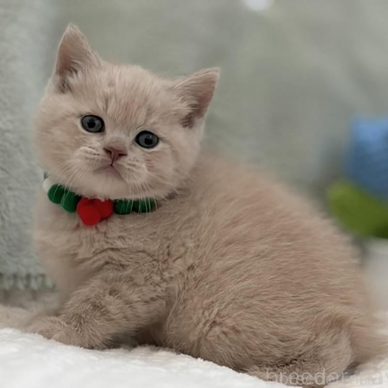 販売中の東京都のマンチカン-133693の2枚目