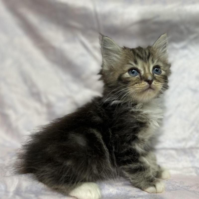 販売中の三重県のラガマフィン-133694の15枚目