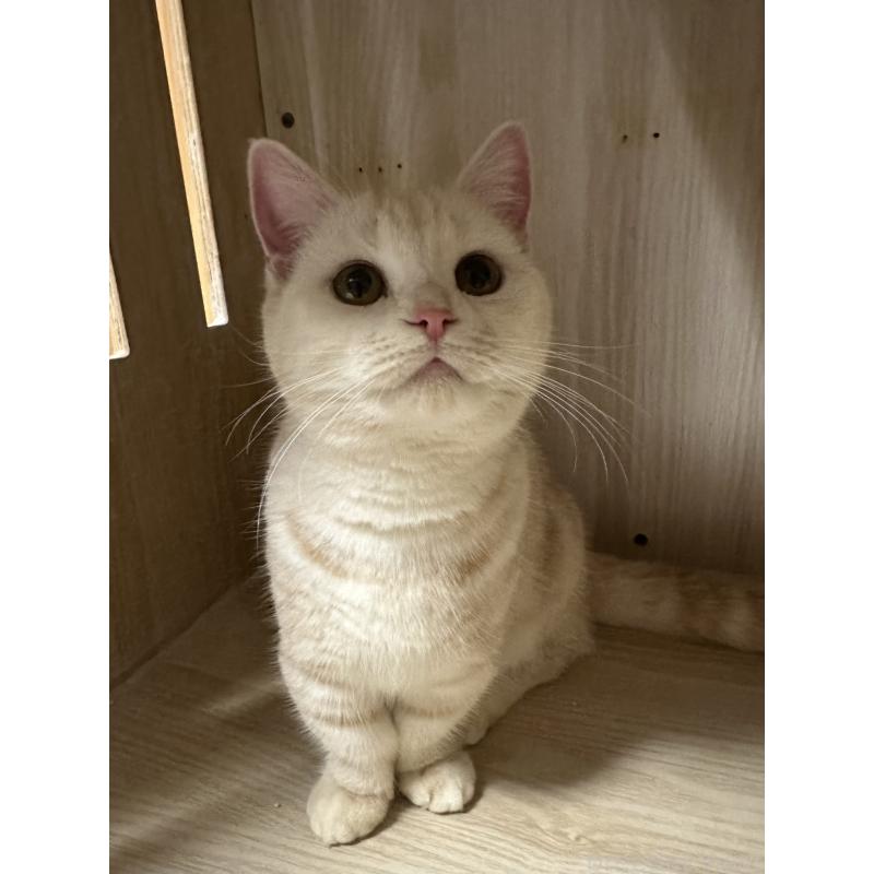 販売中の千葉県のマンチカン(短足)-119184の2枚目