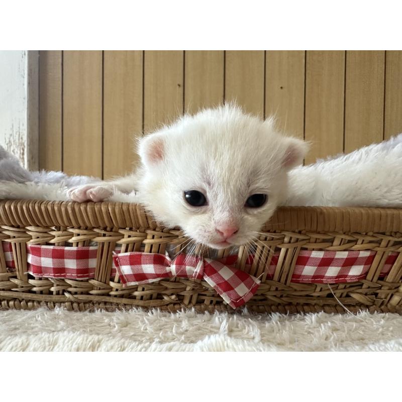 販売中の千葉県のマンチカン-133124の4枚目