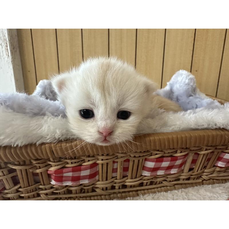 販売中の千葉県のマンチカン-133124の2枚目