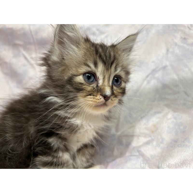 販売中の三重県のラガマフィン-133694の14枚目